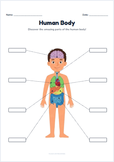 Human Body Preview